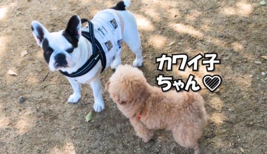 【ドッグラン】クセ強めの犬が多い中、愛を貫く羊が切ない