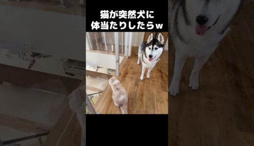 猫が突然犬に体当たりした結果...笑 #猫 #cat