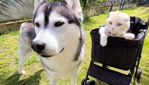 外で遊んでたらカラスに睨まれて子猫と犬がこうなっちゃいました...