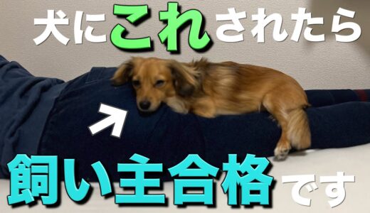 犬にこの行動をされたら飼い主合格です。