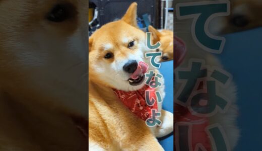 【犬猫アテレコ】アクビの連鎖が止まらない #shorts