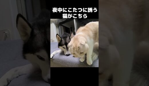 夜中に犬をこたつに誘う猫がかわいい#猫 #cat