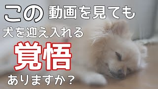 犬を衝動飼いしてはいけない理由と一緒に暮らす覚悟【犬を飼うと言う事】