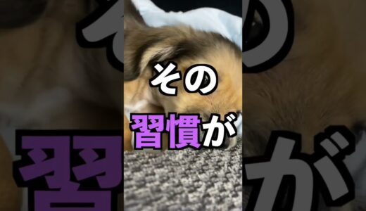 犬が地獄レベルで逆らうようになる悪習慣と犬が言うことを聞くようになる魔法の習慣 #shorts