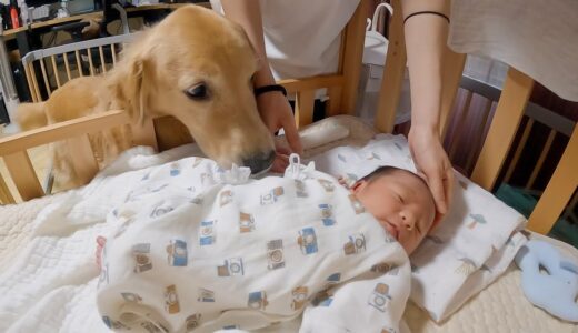 【お迎え】初めて赤ちゃんに会った愛犬達の反応が優し過ぎた・・・