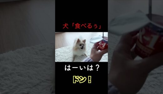 人間の言葉を話す犬