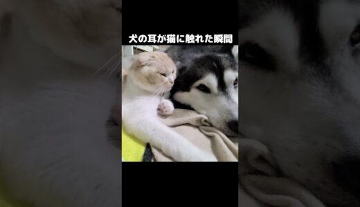 犬の耳が猫に触れた瞬間こうなる...#猫 #cat