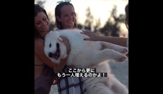 犬に生まれて最高な瞬間　#shorts #犬