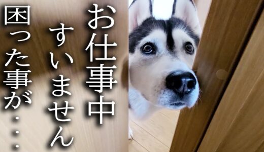 急いで何かを教えにきた犬と子猫に、ついていってみると...