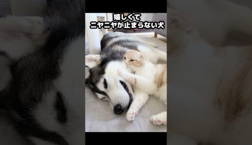 ハスキー犬に育てられた猫はこうなる...#猫 #shorts