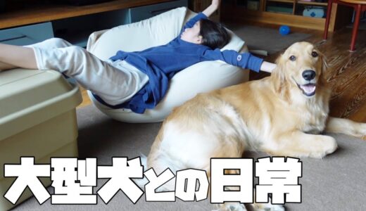 【大型犬1歳のいる生活#11】仲良し姉妹のポカポカ平和な春休み