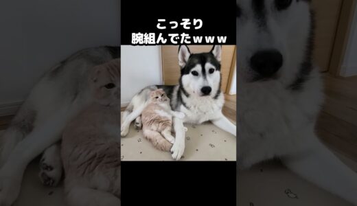 こっそり犬と腕を組んでた猫がこちら...笑#猫 #shorts