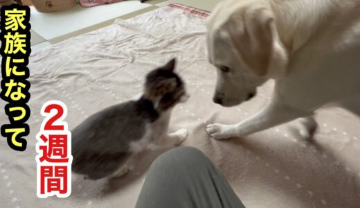 子猫に犬の想いを伝え続けて２週間が経ちました