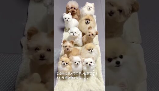 双子わんこの犬種はなんでしょう？🙄 #いぬ #癒し