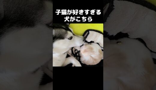 子猫が好きすぎて犬がこうなる...#猫 #cat