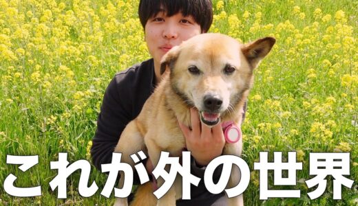 保護犬コロちゃんと土手を散歩したら楽しすぎてこうなりました