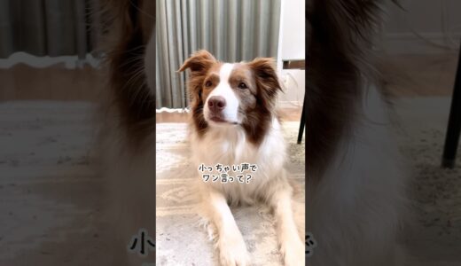 小さい声を極めた結果、息の音だけになった犬が可愛いすぎるw【ボーダーコリー】 #shorts