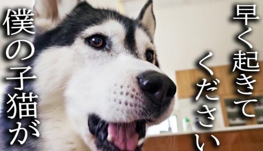 早朝にくんくんと何かを訴える犬について行くとそこに子猫が...