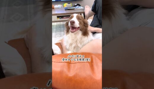 パパに甘えて幸せが溢れちゃってる犬が可愛いw【ボーダーコリー】 #shorts