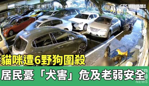 貓咪遭6野狗圍殺　居民憂「犬害」危及老弱安全｜華視新聞 20230403