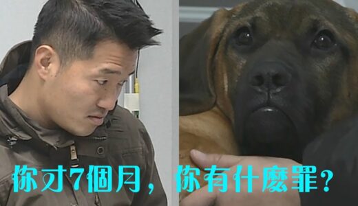 唯一讓訓犬師認識到錯誤的小狗