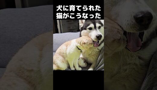 犬に世界一かわいい頭突きをする猫がかわいい...#猫 #cat