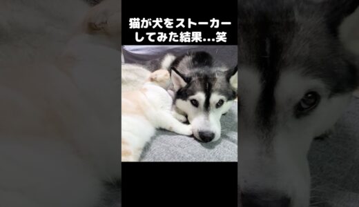 猫が犬をストーカーしてみた結果こうなった...笑#猫 #cat