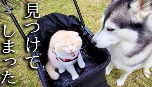 庭で遊んでたら素敵なものを見つけてしまった子猫と犬がこちら...