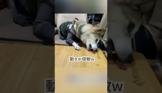 妹犬に優しい兄犬16歳に干し肉をあげるとこうなった#shorts