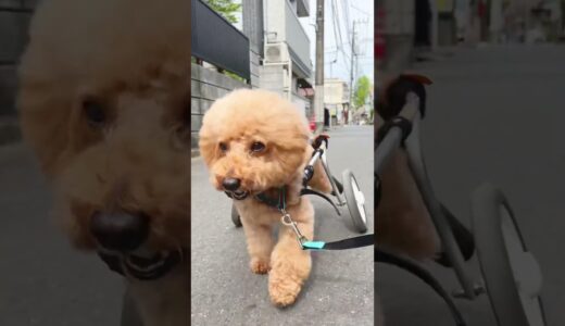 車椅子犬、今日も元気に頑張る　#トイプードル #車椅子犬 #wheelchairdog #toypoodle #shorts