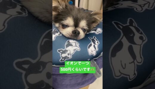 シニア犬に欠かせないもの#①〜追加購入〜 #シニア犬 #チワワ #可愛い #犬 #癒し #ハイシニア