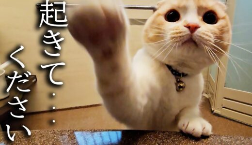 お風呂でうとうとしてたら心配で起こしに来た子猫と犬がこちらです…