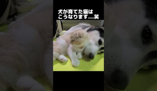 犬が寝返りをうつと猫がこうなる。笑#猫 #cat