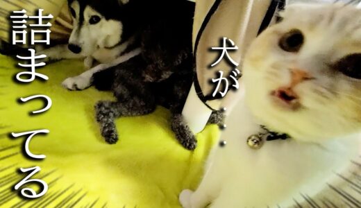 子猫がこたつに入ろうとしたら犬がギチギチに詰まってた時の反応がこちら