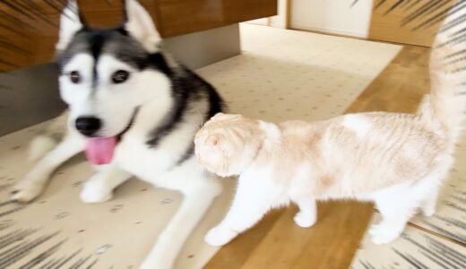 子猫が突然大型犬に体当たりした瞬間こうなった...