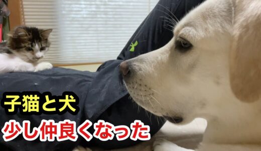 顔面エリマキ子猫と仲良くなりたい犬に愛されまとわり付かれる幸せな飼い主