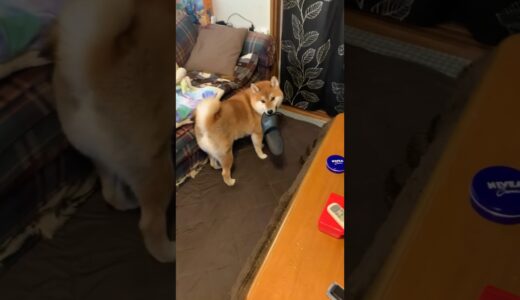 飼い主を放し飼いする柴犬こまちゃん。#shorts