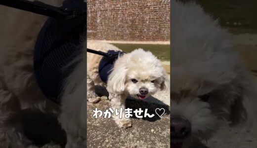 不思議と公園と犬 【関西弁でしゃべる犬】#412 Wonders, Parks, and Dogs 【Dog talking 】 #shorts