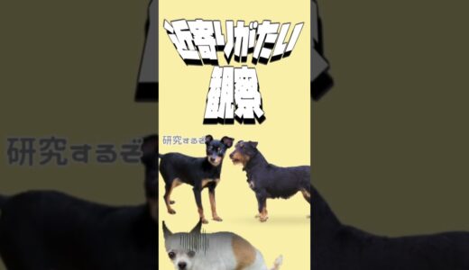 【雑学】うんぽ前の犬が回転する理由