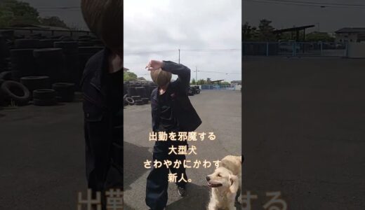 イケメン韓流アイドルかっ！さわやかに大型犬の攻撃をかわす新人