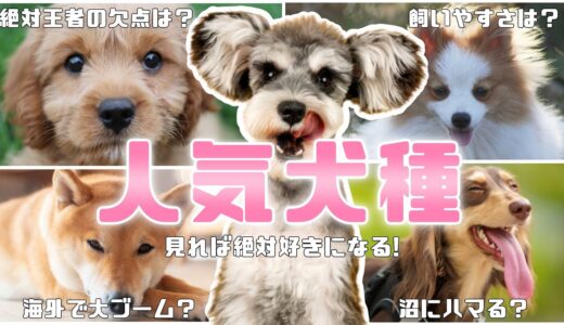 【2023】人気犬種ランキングTOP10！見れば絶対好きになる王者たちの魅力