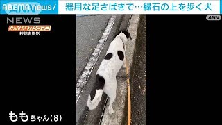 器用な足さばきで…縁石の上を歩く犬(2023年4月29日)