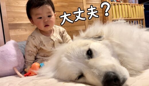 【感動】体調不良の超大型犬を心配してなでなでする生後9ヶ月の妹が優しい｜グレートピレニーズ