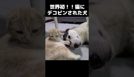 世界初！猫にデコピンされた犬はこうなる...笑#猫 #shorts