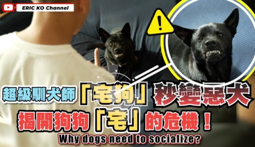 超級馴犬師 ［宅狗 ］秒變惡犬 揭開狗狗［ 宅 ］的危險❗Why dogs need to socialize❓