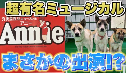 元保護犬がミュージカル出演に向けて猛アピールしたらまさかの…？