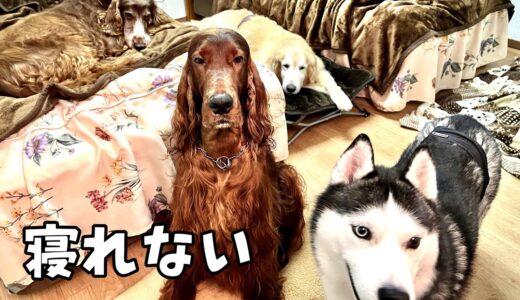 【犬と泊まれる宿】大型犬4頭と旅先で一緒に寝た結果