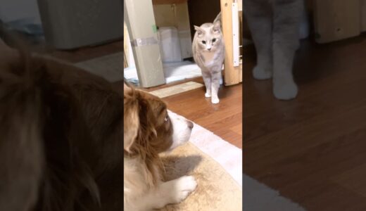 猫が苦手な犬と大好きな犬の違いがこちら(笑)【ボーダーコリー・シベリアンハスキー】