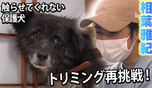 【相葉雅紀】触らせてくれない保護犬にトリミングリベンジ【保護犬レスキュー：part3】