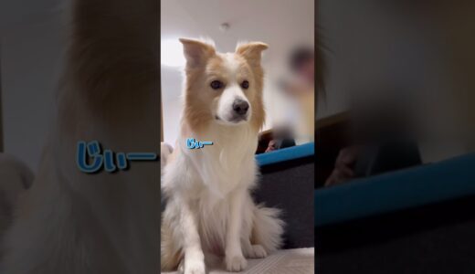 子犬の見守り隊長になった犬の表情が優しすぎる!!【ボーダーコリー】#shorts